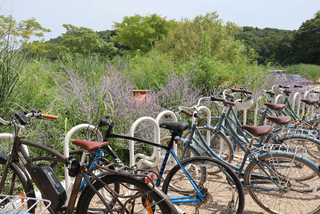 Bicycles lined up amidst lush greenery on Shelter Island, NY, offering a serene outdoor scene.